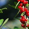 Ilex vomitoria, fruit