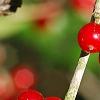 Ilex vomitoria, fruit