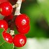 Ilex vomitoria, fruit