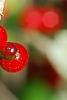 Ilex vomitoria, fruit
