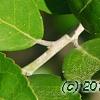 Ilex vomitoria, fruit
