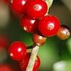 Ilex vomitoria, fruit