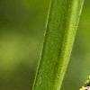 Acorus calamus, flowers
