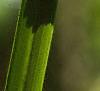 Acorus calamus, flowers