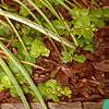 Acorus gramineus 'Ogon', habit