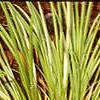 Acorus gramineus 'Ogon', habit