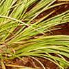 Acorus gramineus 'Ogon', habit