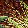 Acorus gramineus 'Ogon', habit
