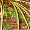 Acorus gramineus 'Ogon', habit