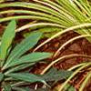 Acorus gramineus 'Ogon', habit