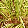 Acorus gramineus 'Ogon', habit