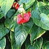 Anthurium 'Lola', habit