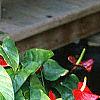 Anthurium 'Lola', habit