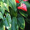 Anthurium 'Lola', habit