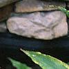 Anthurium 'Lola', habit