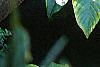 Anthurium 'Lola', habit