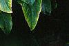 Anthurium 'Lola', habit
