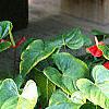 Anthurium 'Lola', habit