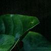 Anthurium 'Lola', flowers