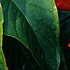 Anthurium 'Lola', flowers
