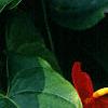 Anthurium 'Lola', flowers
