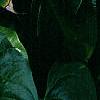 Anthurium 'Lola', flowers