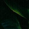 Anthurium 'Lola', flowers