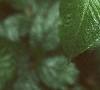 Arisaema dracontium, leaves
