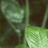 Arisaema dracontium, leaves