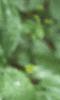 Arisaema dracontium, leaves
