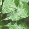 Arisaema dracontium, leaves