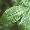 Arisaema dracontium, leaves