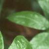 Arisaema dracontium, leaves