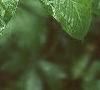 Arisaema dracontium, leaves