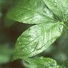 Arisaema dracontium, leaves