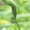 Arisaema dracontium, flowers