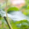 Arisaema dracontium, flowers