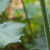 Arisaema dracontium, flowers