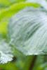 Arisaema dracontium, flowers