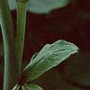 Arisaema dracontium, flowers
