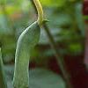 Arisaema dracontium, flowers