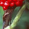 Arisaema dracontium, fruit