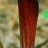 Arisaema sazensoo, flowers