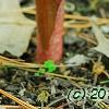 Arisaema sazensoo, flowers