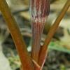 Arisaema sazensoo, flowers