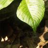 Arisaema triphyllum, habit