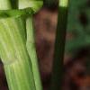 Arisaema triphyllum, flowers