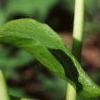Arisaema triphyllum, flowers