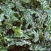 Arum italicum ssp. italicum 'Marmoratum', habit