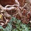 Arum italicum ssp. italicum 'Marmoratum', habit